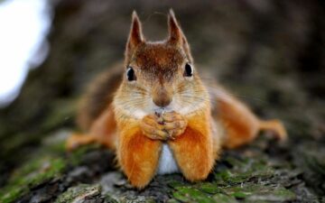 How Squirrels Relate To Human Interaction