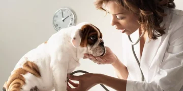 Know the Dog Diseases and Symptoms