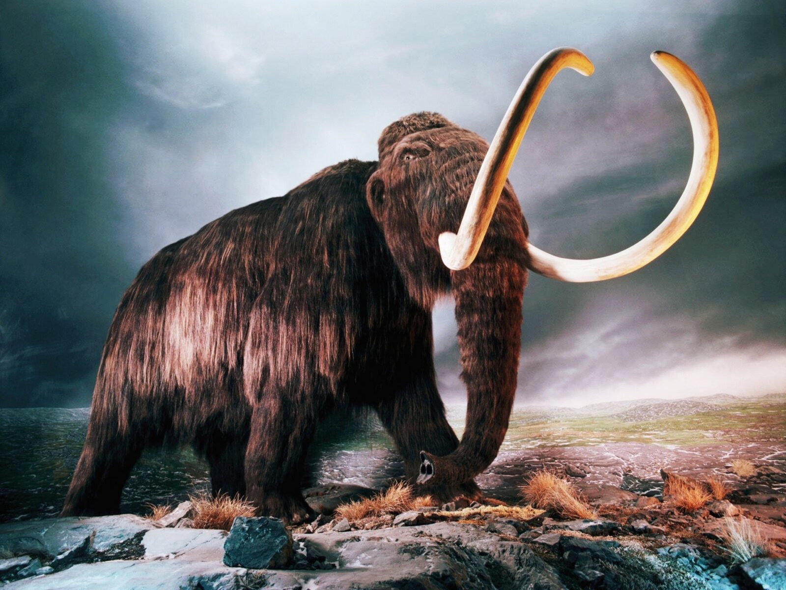 Who are the most beautiful Extinct Animals? 