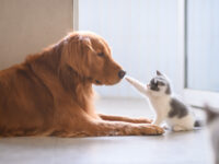 Top 20 Images Of Cats VS Dogs