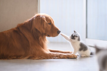Top 20 Images Of Cats VS Dogs