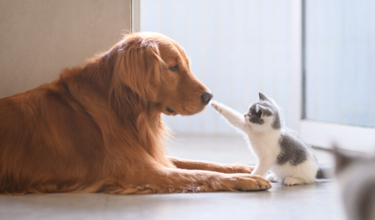 Top 20 Images Of Cats VS Dogs Give Us The Answer Which Pet Is Better?