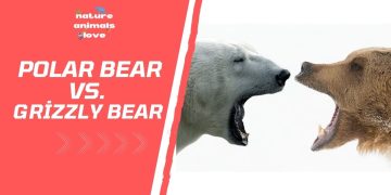 Polar Bear Vs. Grizzly Bear