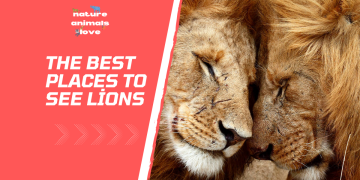 The Best Places to See Lions